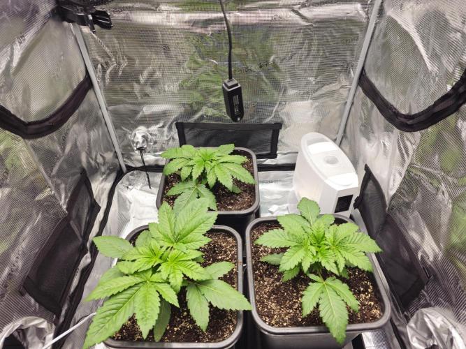 Royal AK Fem + O.G. Kush RQS. Week 2