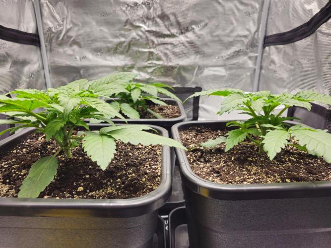 Royal AK Fem + O.G. Kush RQS. Week 2