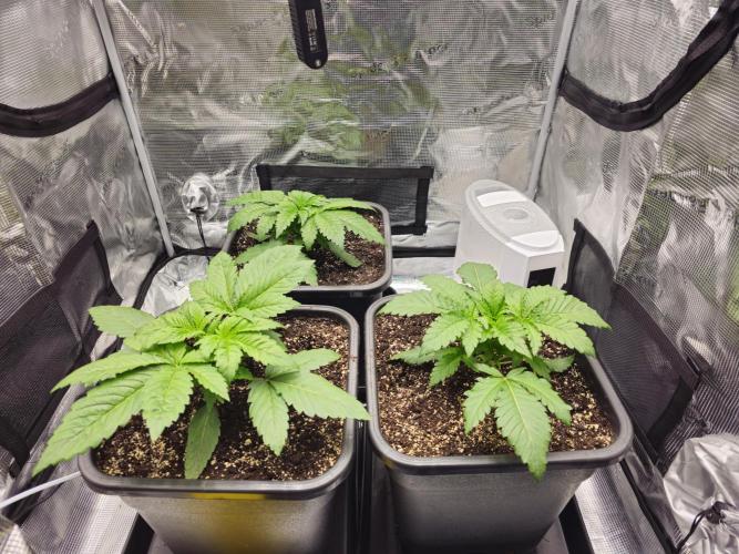 Royal AK Fem + O.G. Kush RQS. Week 2