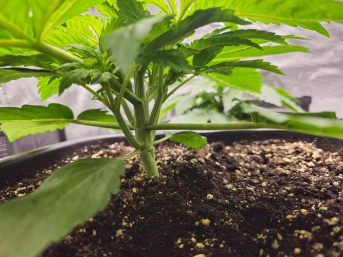 Royal AK Fem + O.G. Kush RQS. Week 2