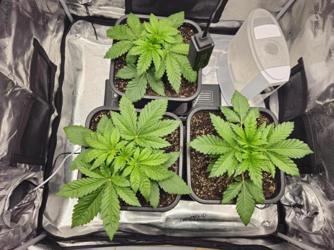 Royal AK Fem + O.G. Kush RQS. Week 2