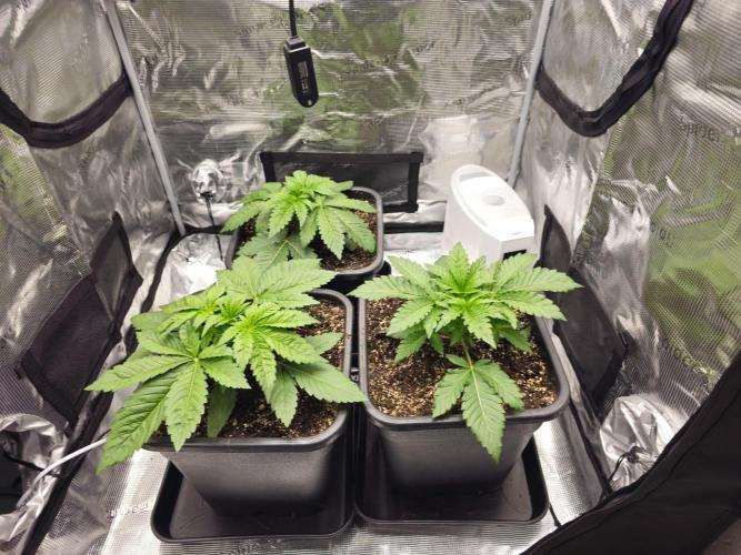 Royal AK Fem + O.G. Kush RQS. Week 2