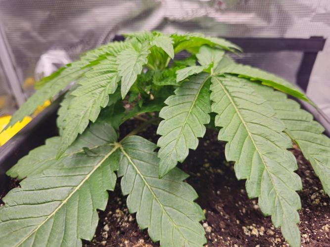 Royal AK Fem + O.G. Kush RQS. Week 2