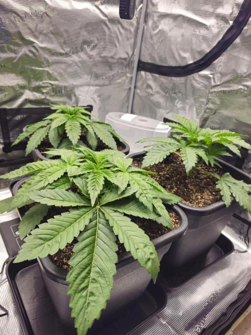 Royal AK Fem + O.G. Kush RQS. Week 2 - 18 day. Little defoliation.