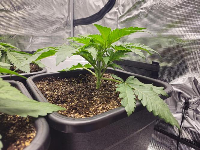 Royal AK Fem + O.G. Kush RQS. Week 2 - 18 day