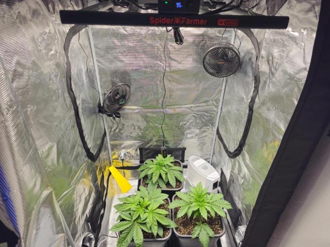 Royal AK Fem + O.G. Kush RQS. Week 2