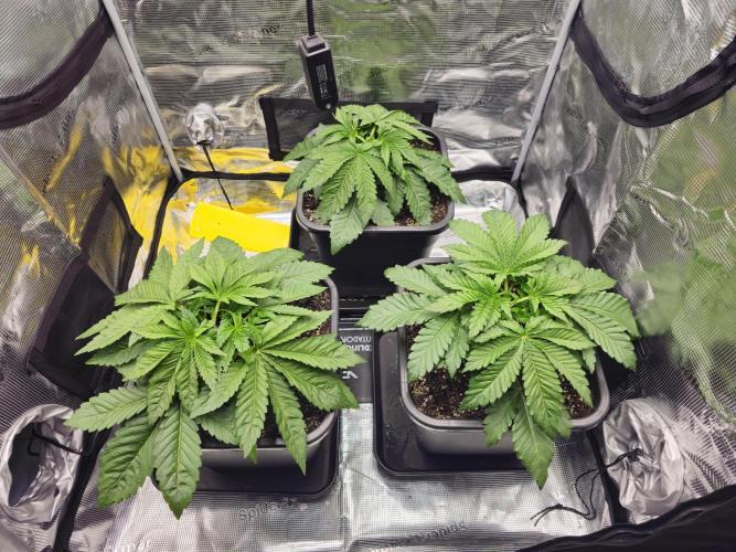 Royal AK Fem + O.G. Kush RQS. Week 2