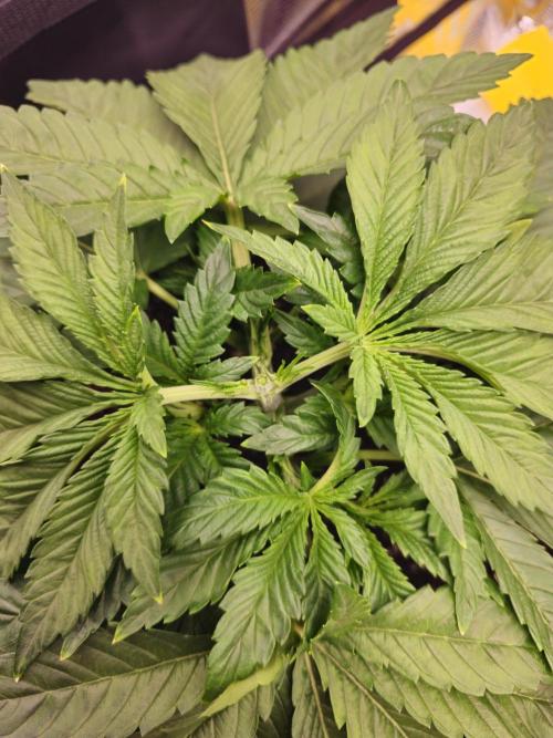 Royal AK Fem + O.G. Kush RQS. Week 2