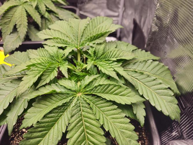 Royal AK Fem + O.G. Kush RQS. Week 2