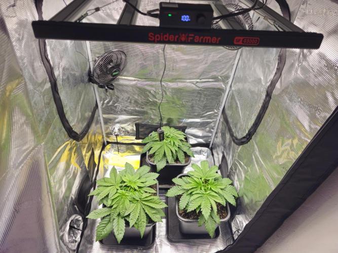 Royal AK Fem + O.G. Kush RQS. Week 3