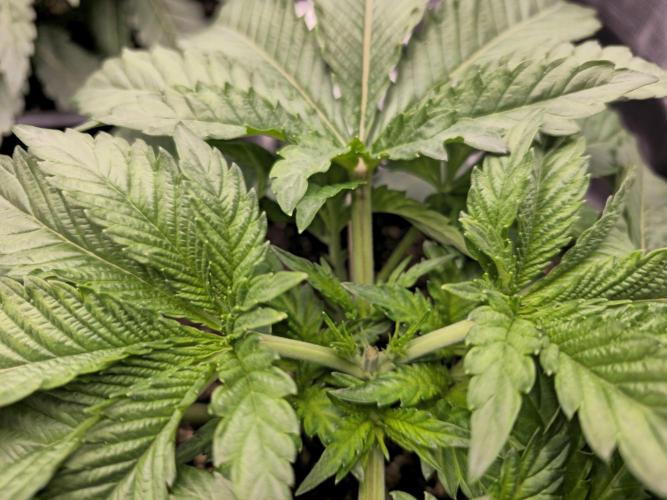 Royal AK Fem + O.G. Kush RQS. Week 3