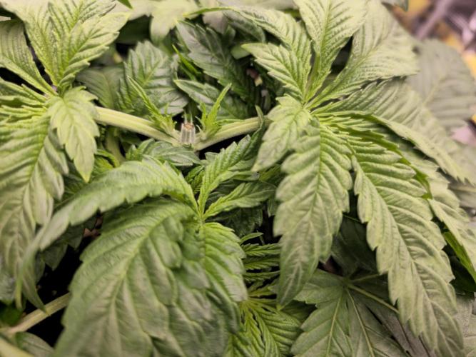 Royal AK Fem + O.G. Kush RQS. Week 3