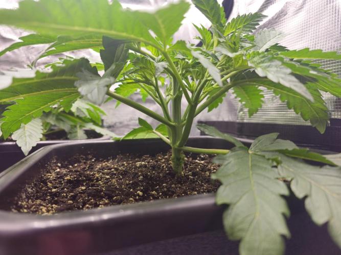 Royal AK Fem + O.G. Kush RQS. Week 3