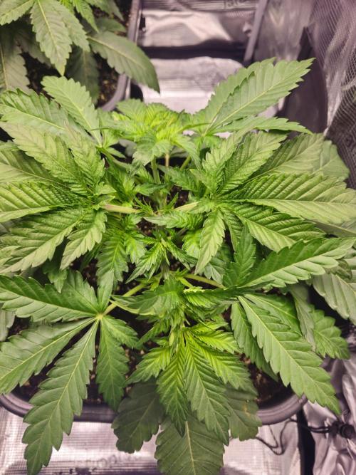 Royal AK Fem + O.G. Kush RQS. Week 3