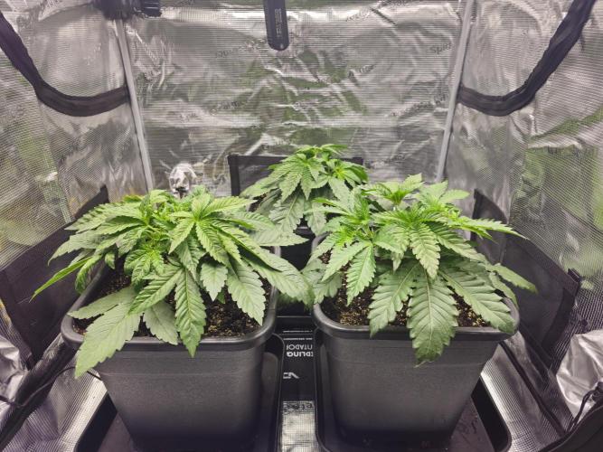 Royal AK Fem + O.G. Kush RQS. Week 3