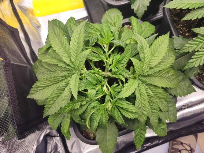 Royal AK Fem + O.G. Kush RQS. Week 3