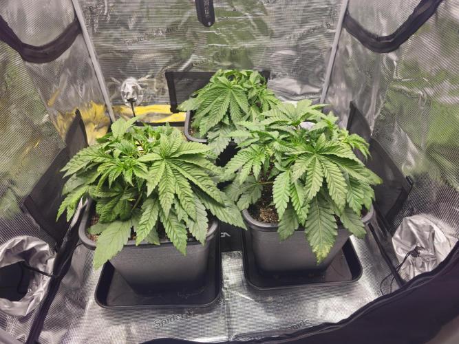 Royal AK Fem + O.G. Kush RQS. Week 3