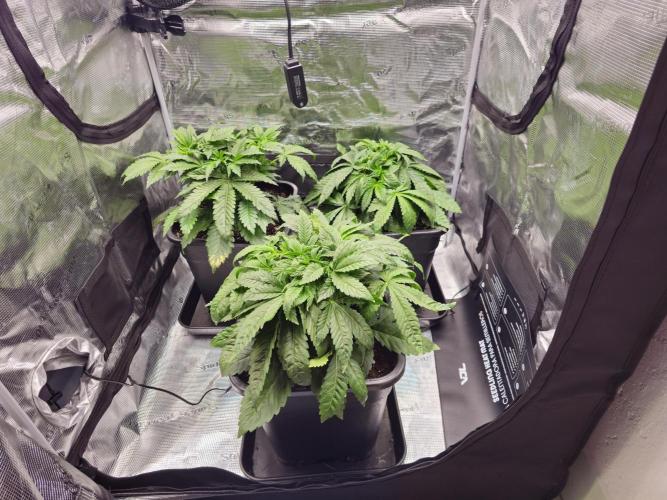 Royal AK Fem + O.G. Kush RQS. Week 3