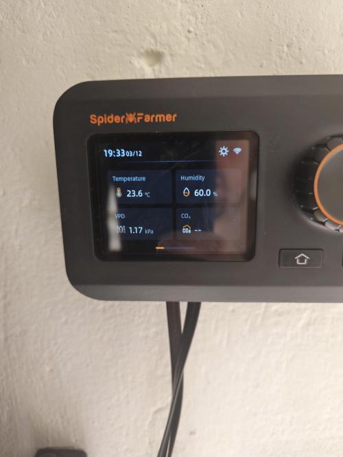 Royal AK Fem + O.G. Kush RQS. Week 4