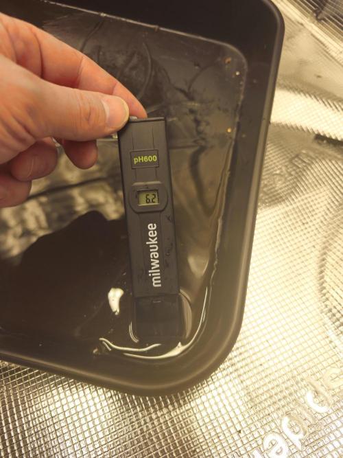 Royal AK Fem + O.G. Kush RQS. Week 4