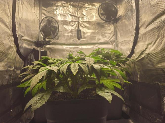 Royal AK Fem + O.G. Kush RQS. Week 4