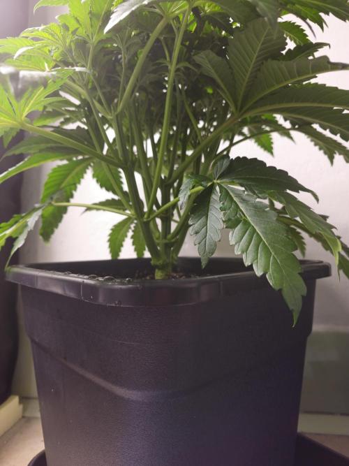 Royal AK Fem + O.G. Kush RQS. Week 4