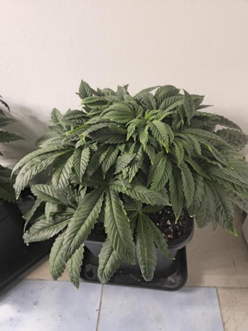 Royal AK Fem + O.G. Kush RQS. Week 4