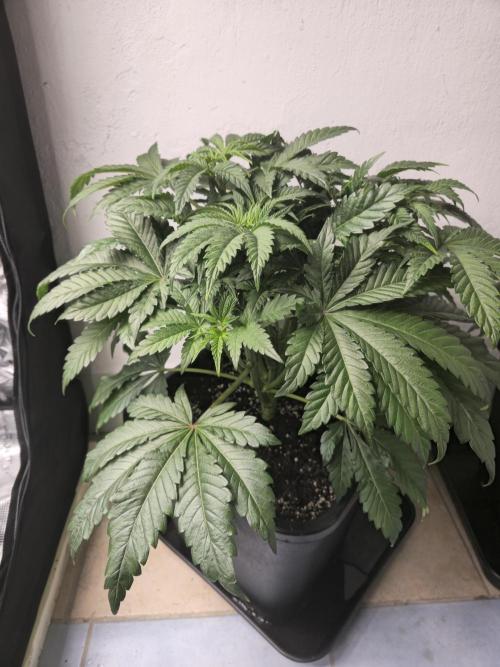 Royal AK Fem + O.G. Kush RQS. Week 4