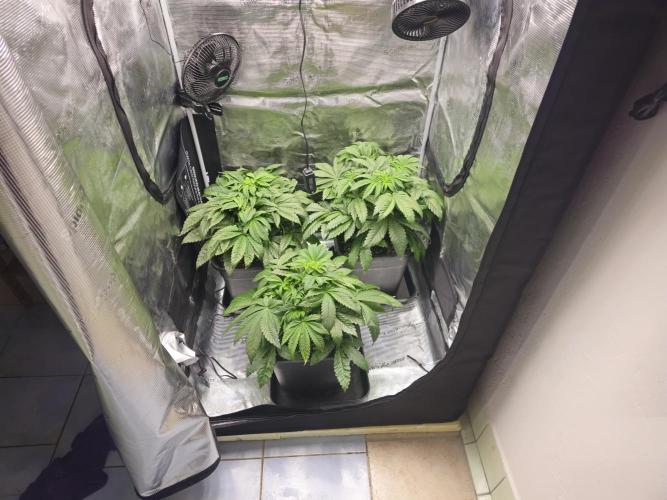 Royal AK Fem + O.G. Kush RQS. Week 4