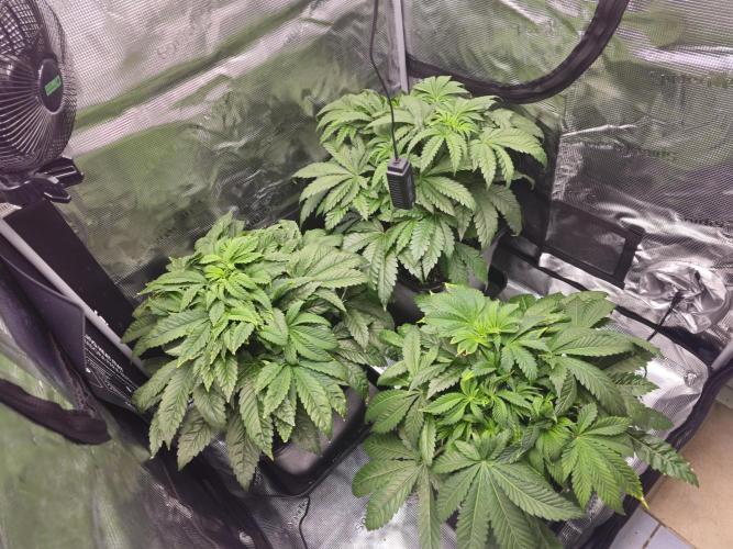 Royal AK Fem + O.G. Kush RQS. Week 4