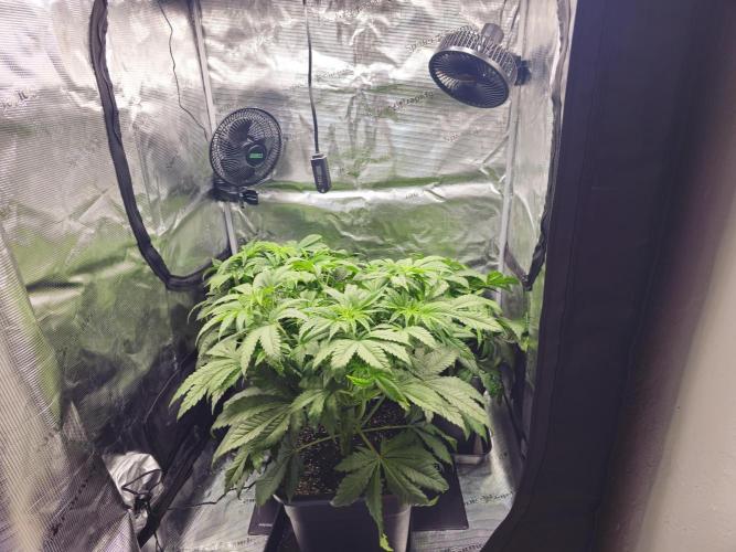 Royal AK Fem + O.G. Kush RQS. Week 5