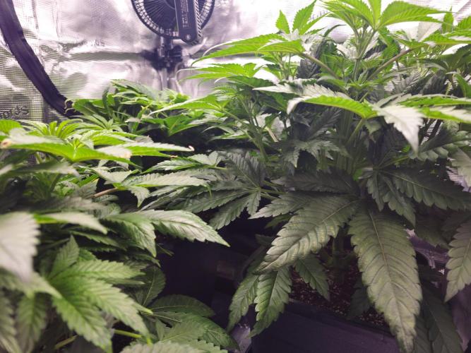 Royal AK Fem + O.G. Kush RQS. Week 5