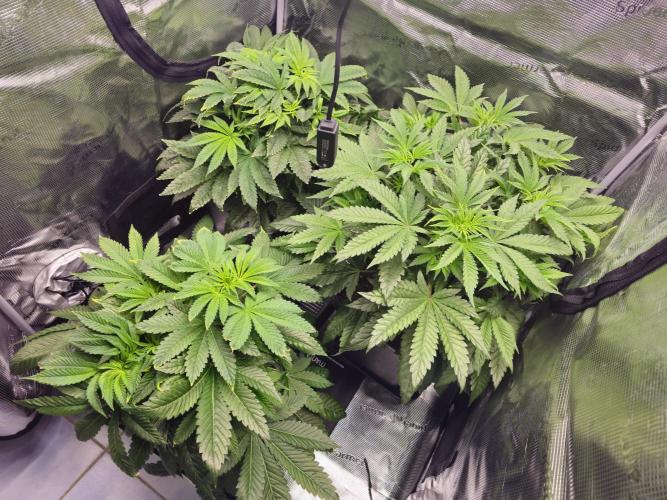 Royal AK Fem + O.G. Kush RQS. Week 5