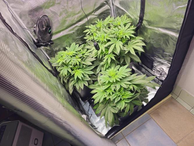 Royal AK Fem + O.G. Kush RQS. Week 5