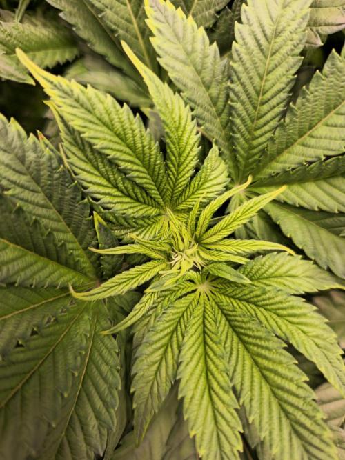 Royal AK Fem + O.G. Kush RQS. Week 5