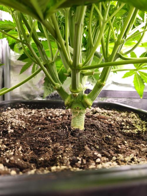 Royal AK Fem + O.G. Kush RQS. Week 5