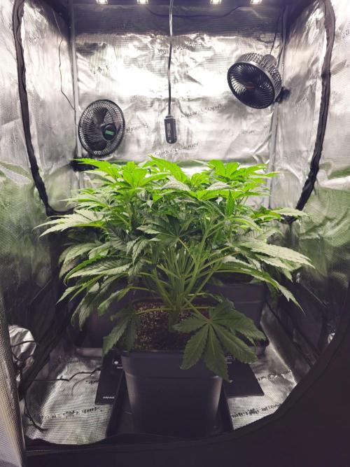 Royal AK Fem + O.G. Kush RQS. Week 5