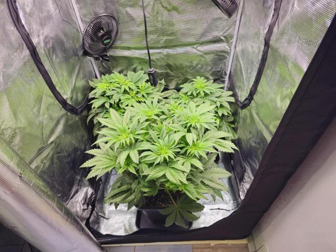 Royal AK Fem + O.G. Kush RQS. Week 5