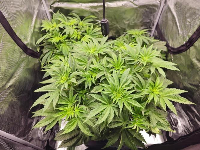 Royal AK Fem + O.G. Kush RQS. Week 5