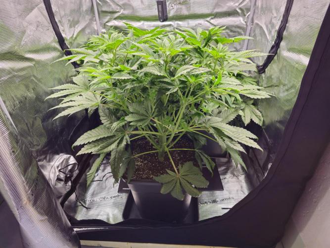 Royal AK Fem + O.G. Kush RQS. Week 5