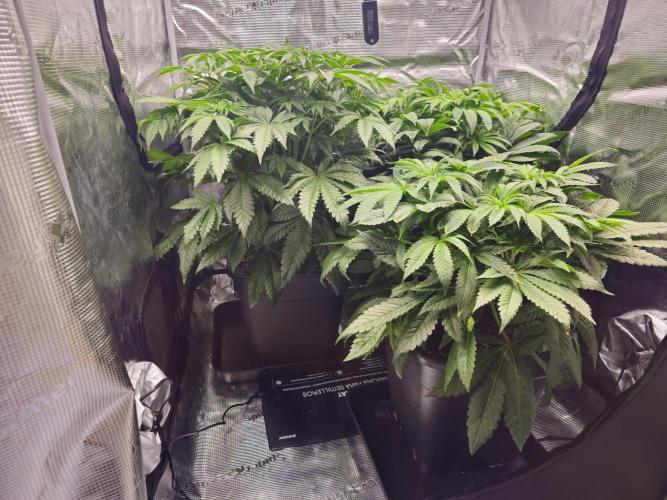 Royal AK Fem + O.G. Kush RQS. Week 5