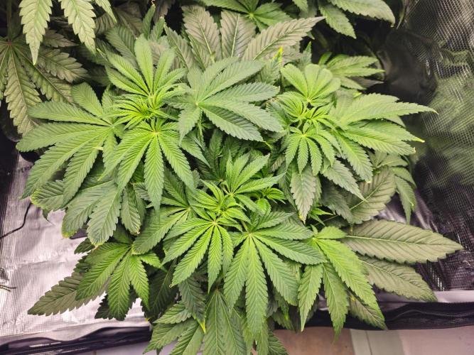 Royal AK Fem + O.G. Kush RQS. Week 5