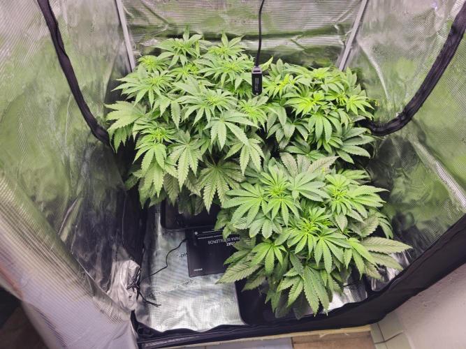 Royal AK Fem + O.G. Kush RQS. Week 5