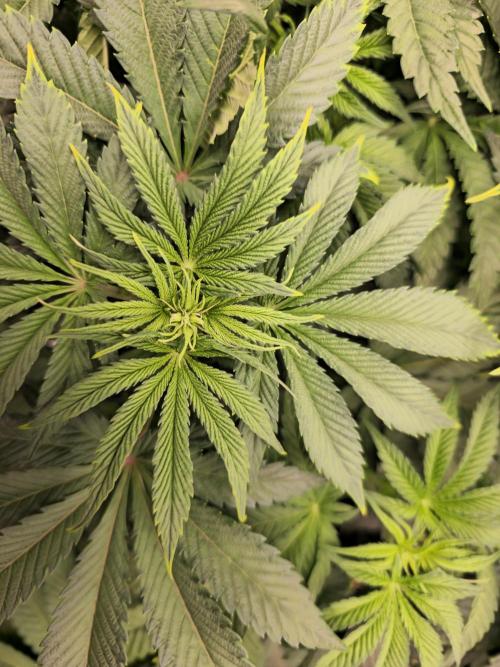 Royal AK Fem + O.G. Kush RQS. Week 5