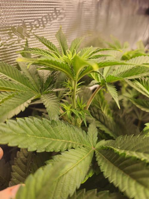 Royal AK Fem + O.G. Kush RQS. Week 6