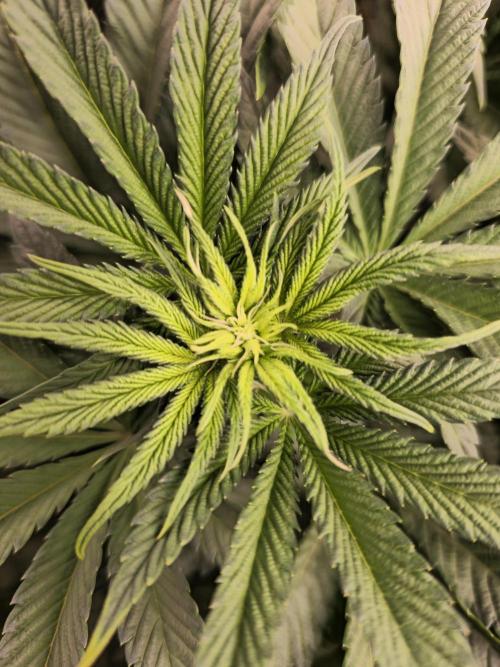 Royal AK Fem + O.G. Kush RQS. Week 6