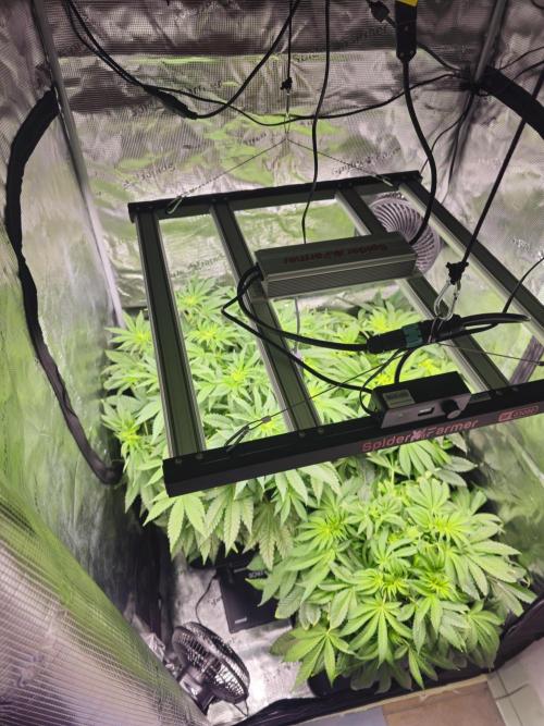 Royal AK Fem + O.G. Kush RQS. Week 6