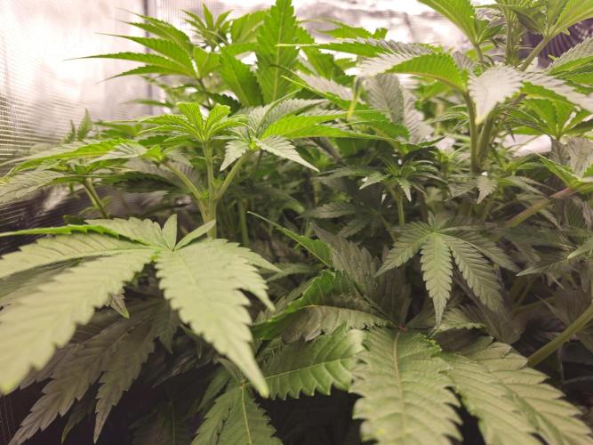 Royal AK Fem + O.G. Kush RQS. Week 6