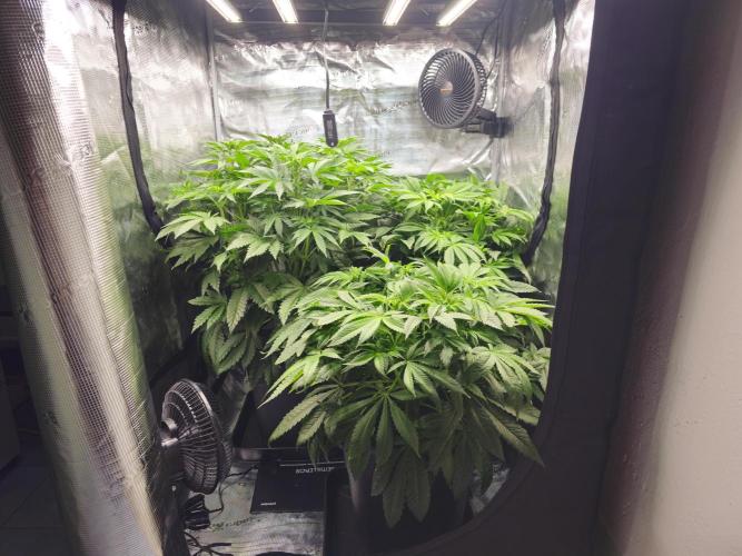 Royal AK Fem + O.G. Kush RQS. Week 6