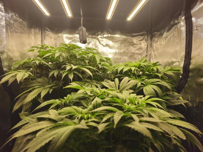 Royal AK Fem + O.G. Kush RQS. Week 6